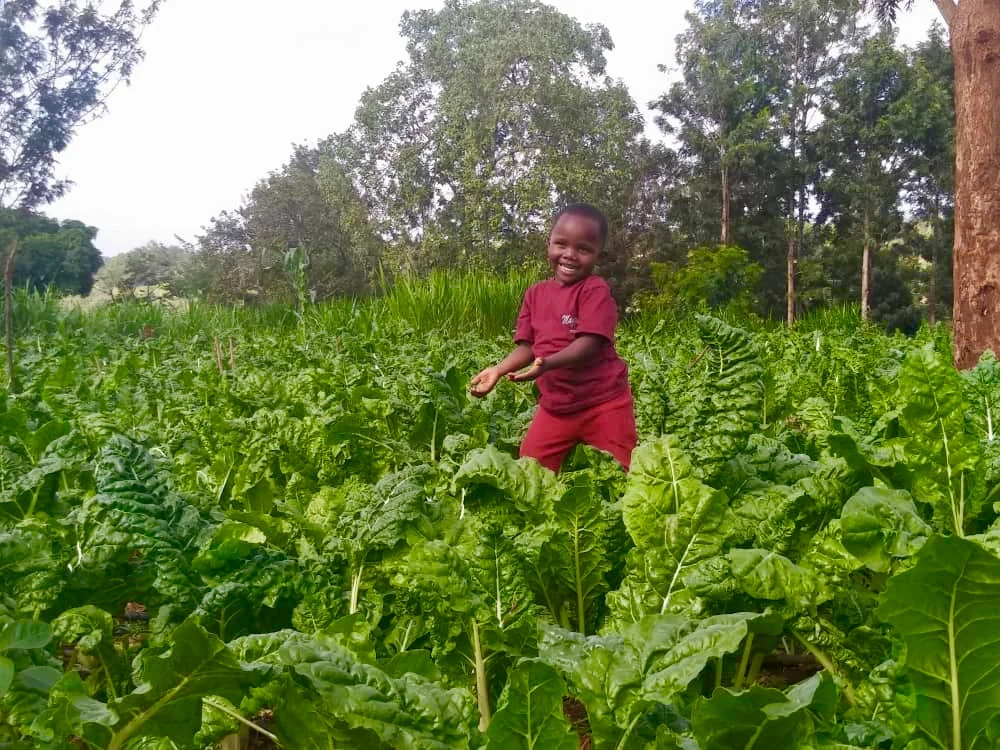 A child standing among leafy green vegetables.