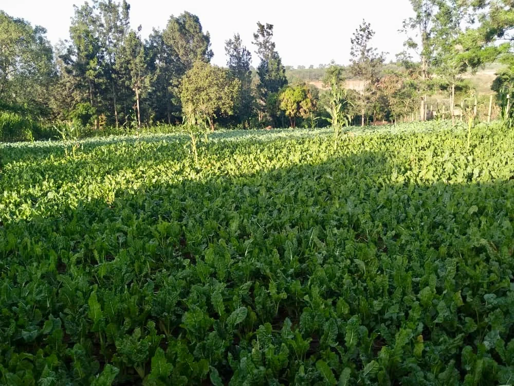 A wide view of leafy vegetable beds.